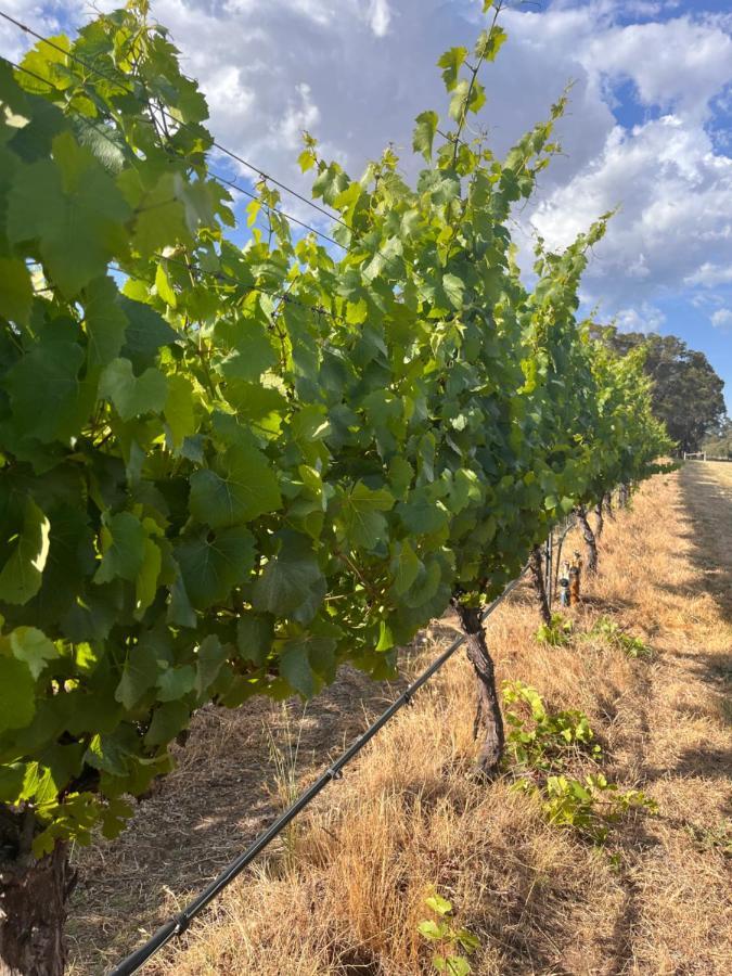 Island Brook Estate Vineyard And Chalets Yelverton Exterior foto